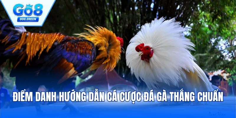Điểm danh hướng dẫn cá cược đá gà thắng chuẩn